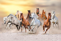 Obraz Kone vrané, horses, kôň